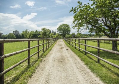 Acheter un Cheval Geneve