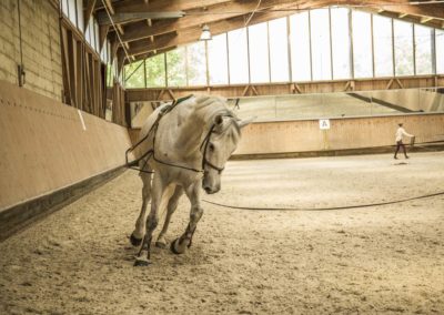 Boxes Chevaux Geneve