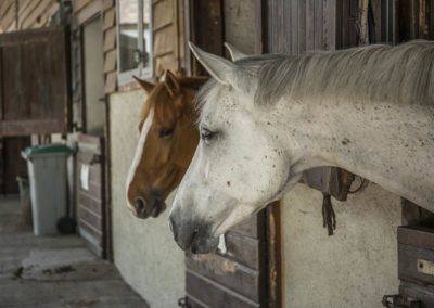 Centre Equestre Geneve