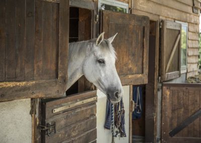 Cours equitation Chevaux Geneve